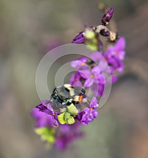 Bumble bee on a flower in spring