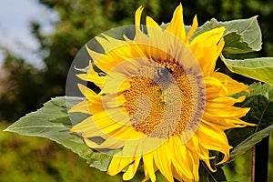 Bumble Bee On Flower Of Sunflower