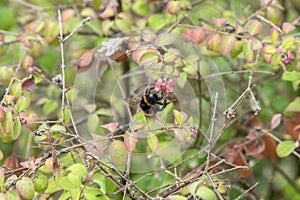 Bumble Bee On A Flower At Weesp The Netherlands 20-7-2020