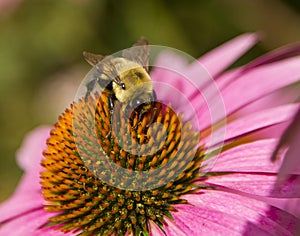 Bumble Bee on a Flower