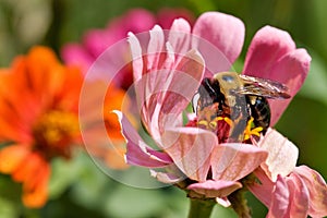 Bumble bee in flowers