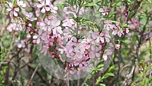 A bumble bee fly among the pink blossoms in a garden in spring, pollinating the flower