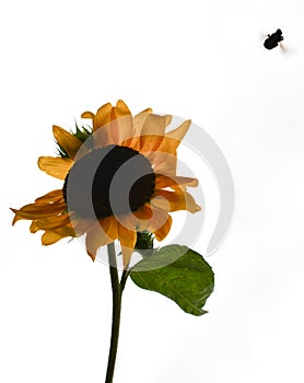 A bumble bee flying away from a bright yellow sunflower
