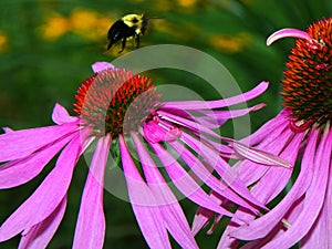 Bumble Bee flying over Pink Echinacea coneflower buds