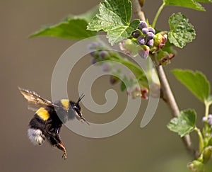 Bumble bee flying to flower