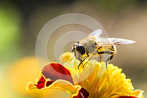 Bumble bee flying to flower