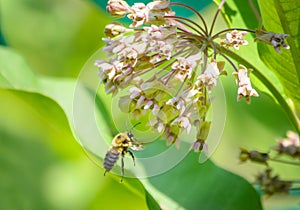 Bumble bee flying to milkweed flower