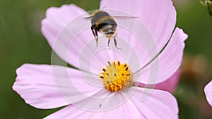 Bumble bee flying to a pink flower to collect pollen.