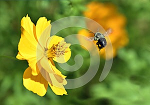 Bumble Bee flying to Yellow Cosmos Flower