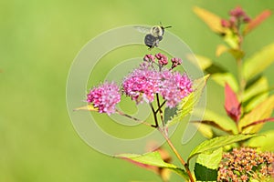 Bumble bee flys over pink flowers
