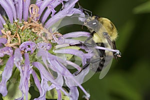 Bumble bee foraging on lavender flowers of bee balm, Connecticut