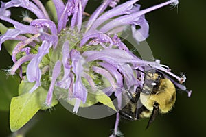 Bumble bee foraging on lavender flowers of bee balm, Connecticut