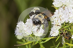 Bumble bee foraging for nectar on white mountain mint flowers.