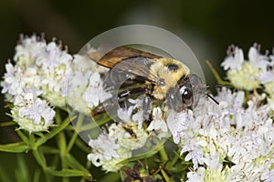 Bumble bee foraging for nectar on white mountain mint flowers.