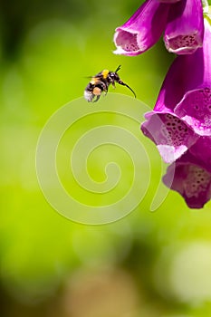 Bumble bee with full pollen sac and extended proboscis hovering photo