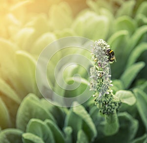 Bumble bee on garden flowers in the sunlight background, outdoor