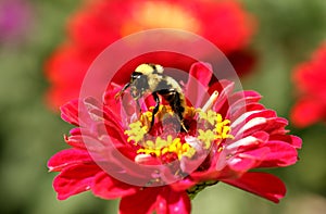 Bumble Bee Gathering Nectar