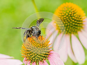 Bumble Bee Gathering Polen