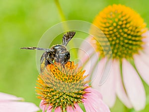 Bumble Bee Gathering Polen photo