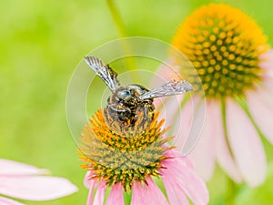 Bumble Bee Gathering Polen photo