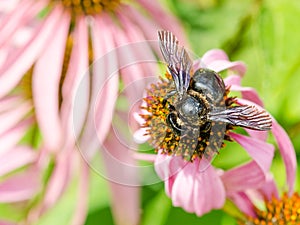 Bumble Bee Gathering Polen photo