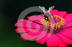 Bumble Bee Gathering Polen From Zinnia