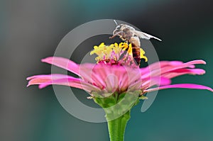 Bumble Bee Gathering Polen From Zinnia