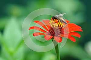 Bumble Bee Gathering Polen From Zinnia Elegans Flower