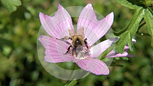 Bumble bee gathers pollen from a flower
