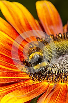 Bumble bee Harvesting a Sunflower