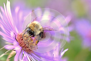 Bumble Bee Harvests in Autumn