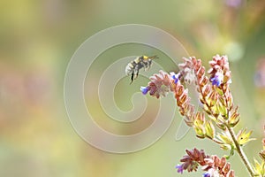 Bumble bee hoarding food of the flowers