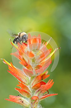 Bumble Bee hovering over Red Paintbrush