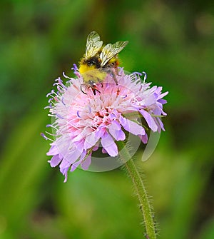 Bumble bee insect on flower