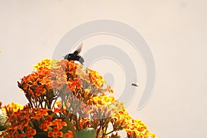 Bumble Bee on Kalanchoe Flower Orange Yellow