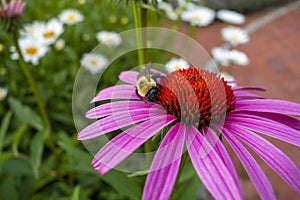 A Bumble Bee lands on a pink red Echinacea sensation pink coneflower blossom