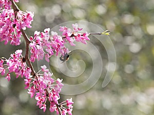 Bumble Bee Latched onto a Dark Pink Eastern Redbud Blossom