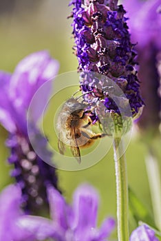 Bumble bee on lavender