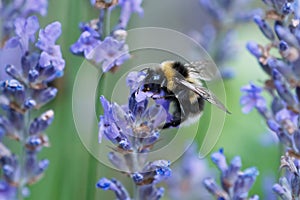 Bumble bee on lavender flower