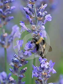 Bumble bee on lavender flower