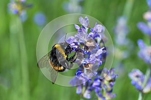 Bumble bee on lavender flower