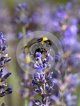 Bumble bee on lavender flower