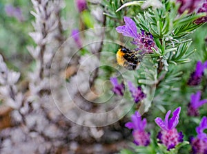 Bumble bee on lavender flower close-up