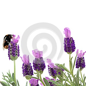 Bumble Bee and Lavender Flowers