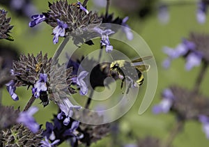 A bumble bee looking for pollen on a purple flower