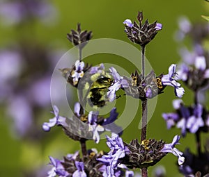 A bumble bee looking for pollen on a purple flower