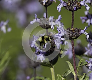 A bumble bee looking for pollen on a purple flower