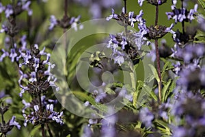 A bumble bee looking for pollen on a purple flower
