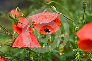 Bumble bee looking for shelter under a poppy with rain drops during the rain