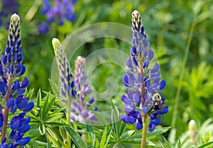 Bumble Bee on Lupin